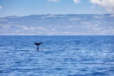 Ön szerint sincs elég delfin a Balatonban? Csatlakozzon Kozsó kampányához!