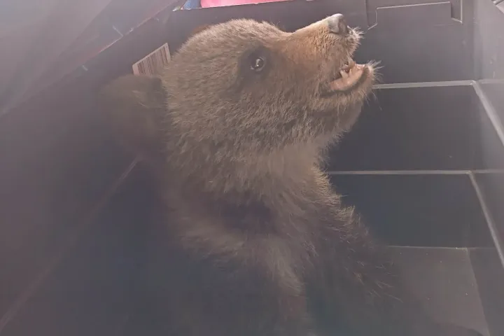 Újabb anya nélküli medvebocsra találtak a Vargyas szorosban, ezúttal sikerült megmenteniük az állatot