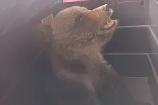 Újabb anya nélküli medvebocsra találtak a Vargyas szorosban, ezúttal sikerült megmenteniük az állatot