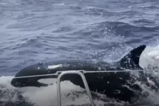 Egymást tanítják hajók megtámadására a kardszárnyú delfinek