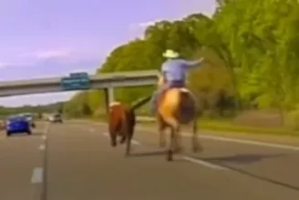 Cowboy segített a rendőröknek elfogni egy elszabadult tehenet a michigani autópályán