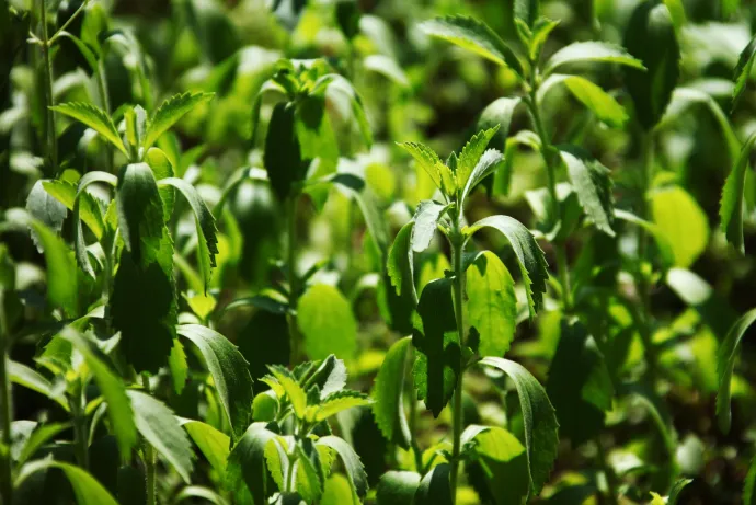 A stevianövény, amelyből természetes édesítőszert készítenek – Fotó: EyesWideOpen / Getty Images