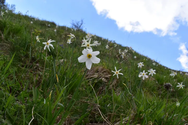 Nárcisz virágzás a Valea Rea-i hegyoldalon – Fotók: Tőkés Hunor / Transtelex