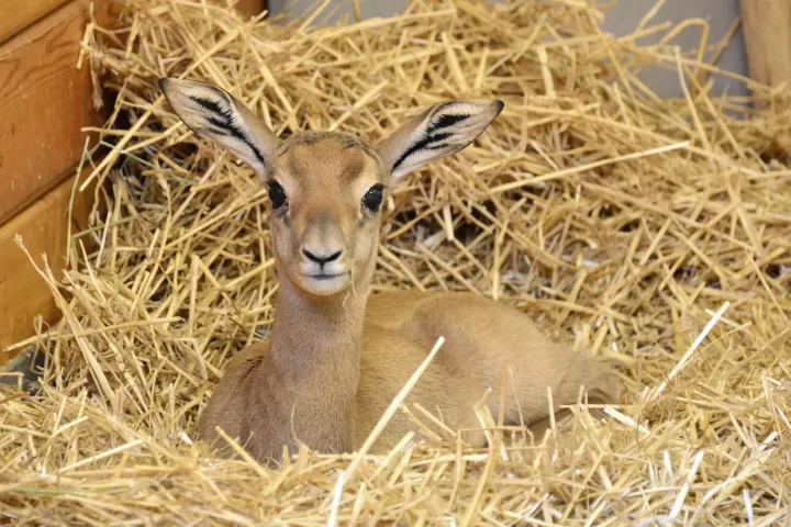 Vadonban kihalt gazellafajból született új gida a budapesti Állatkertben