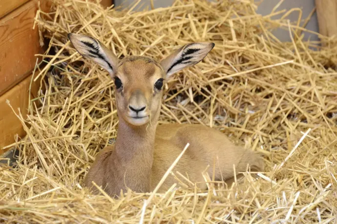 A május 10-én született mhorr gazella – Fotó: Bagosi Zoltán / Fővárosi Állat- és Növénykert