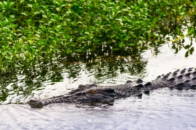 Saját fejéről kellett lefejtenie egy krokodilt egy ausztrál férfinek