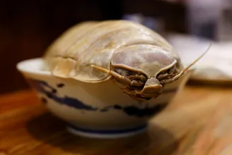 Öklendezne vagy habzsolná? – óriási ászkarákszörny egy tajvani étterem új sztárja