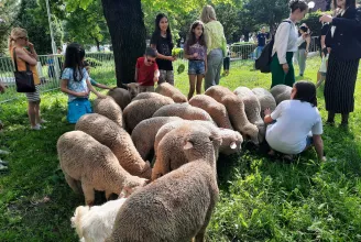 MEKKora ötlet: a II. kerület kecskékre és bárányokra cserélné a fűnyírókat
