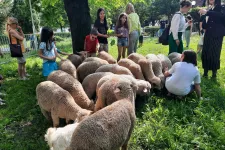 MEKKora ötlet: a II. kerület kecskékre és bárányokra cserélné a fűnyírókat