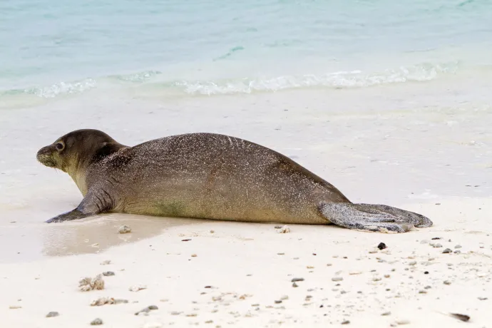 Megnyitották Hawaii népszerű strandját, miután a fókabébit már nem szoptatja az anyja