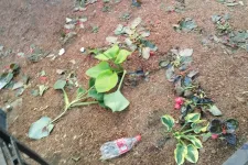 Szemét, hányás, kitaposott virágágyások – a polgármester szerint a fociszurkolók elpusztították a Liszt Ferenc teret