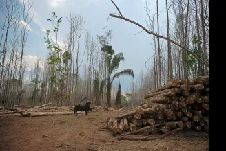Hat év alatt 800 millió amazóniai fát vágtak ki a marhahús miatt