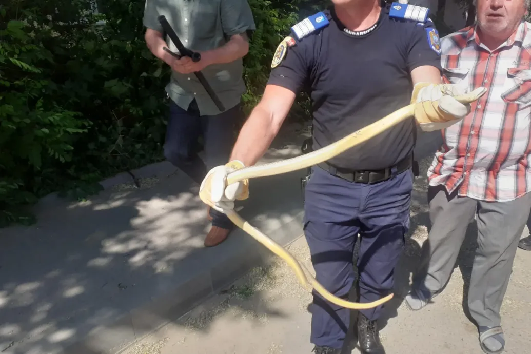 Másfél méteres kígyóhoz riasztották a csendőröket, akik állatkertbe vitték ahelyett, hogy szabadon engedjék