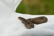 A kommunisták elvették a nevét, majd kihaltnak nyilvánították, mégis él még a Mezőségen a rákosi vipera