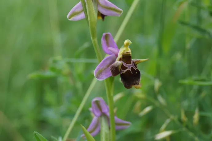 Van egy titkos hely Budapesten, ahol ezrével él egy 250 ezer forint értékű orchideafaj