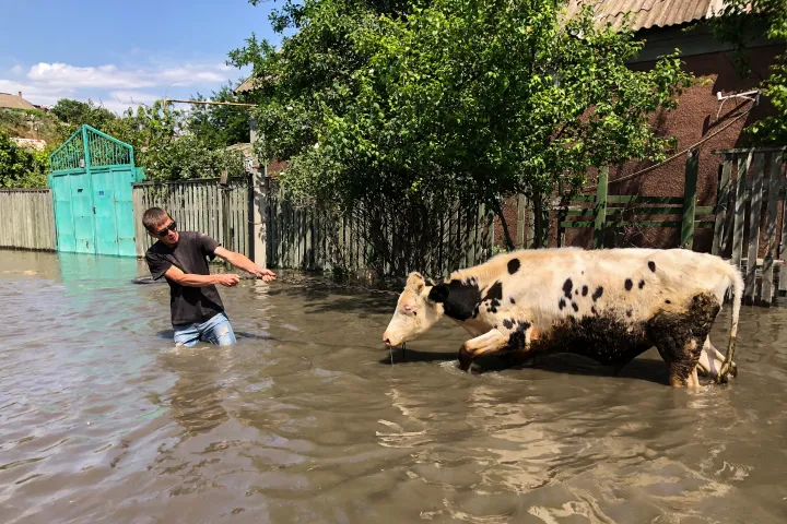 Egy férfi menti a tehenét a Herszon közelében fekvő Korabelben, ahol egyes helyeken a két és fél métert is eléri a víz szintje – Fotó: Global Images Ukraine / Getty Images