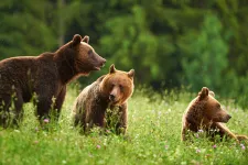 Nyomkövetős nyakörvet kapnak a medvék Tusnádfürdőn