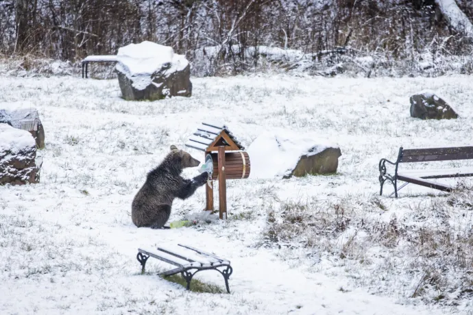 Medve kutat a szemeteskukában – Fotó: Getty Images