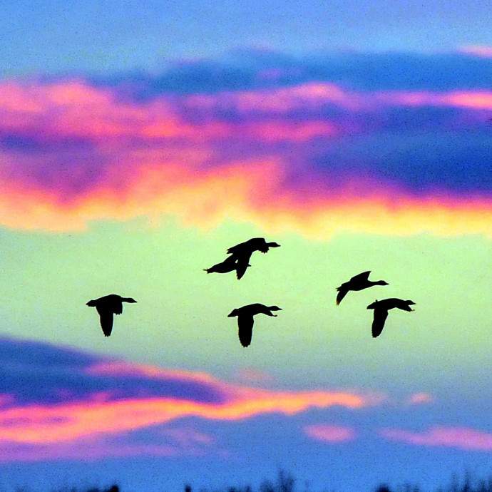 Tömegesen pusztul a magyarországi madárvilág, és a budapesti varjútámadások mögött is ez áll