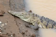 Először figyeltek meg szűznemzést a krokodiloknál