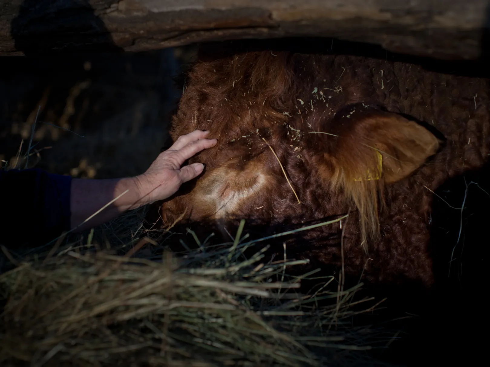 Eta megsimogatja egy tehén fejét etetés közben – Fotó: Balázs Zsolt