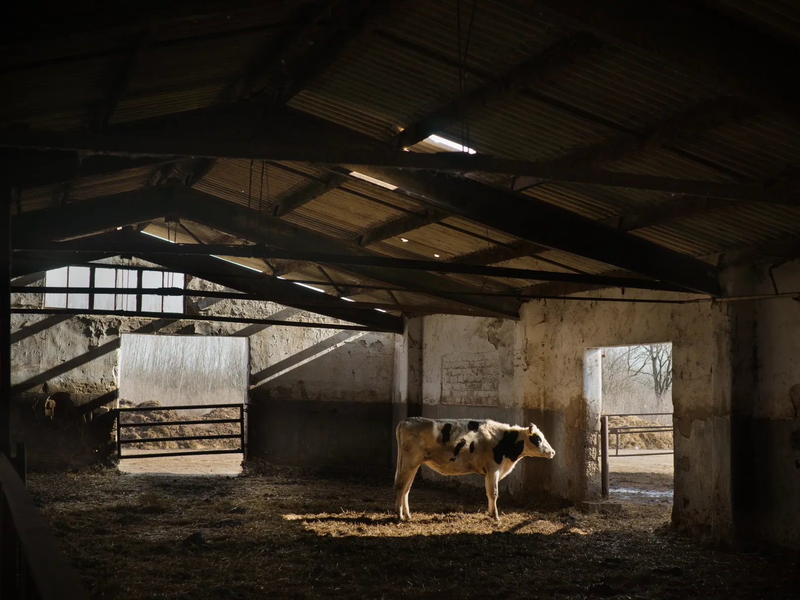 Magányos tejelő tehén a romos istállóban Szegváron – Fotó: Balázs Zsolt