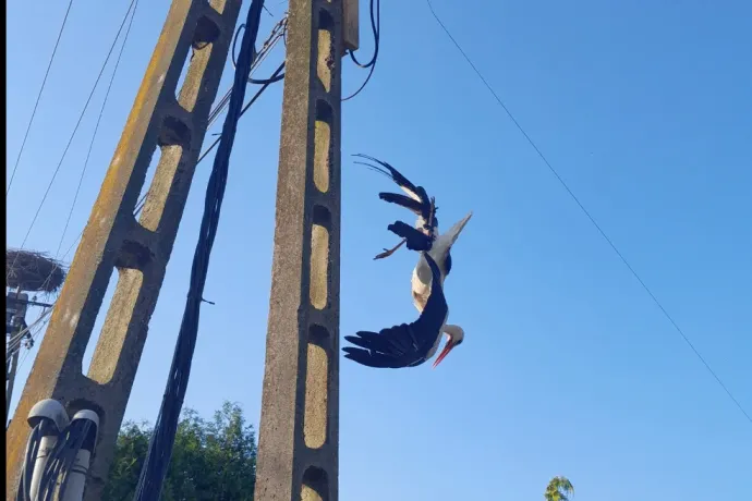 Damilba gabalyodott, levegőben lógó gólyát mentettek a tűzoltók Zala megyében