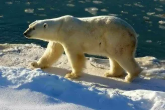 Már a jegesmedvéket is fenyegetik a teflonedények gyártásához használt vegyületek