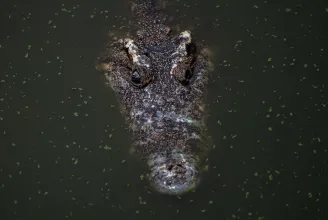 Krokodilokat gyilkoló férfi után nyomoznak az ausztrál hatóságok
