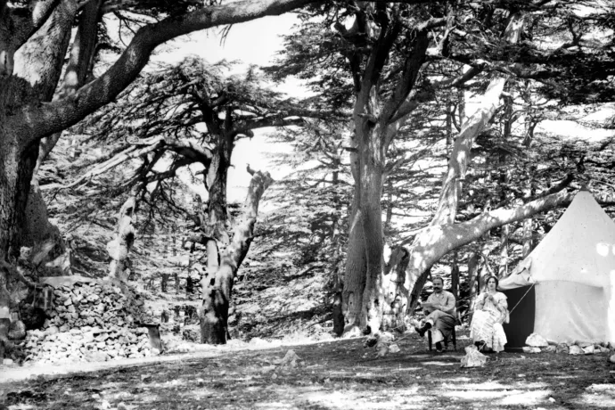 Csontváry's lonely cedar wasn't that lonely after all