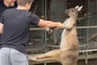 Balhét akartok? – gondolta a kenguru, majd amerikai turistákkal kezdett verekedni