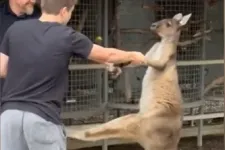 Balhét akartok? – gondolta a kenguru, majd amerikai turistákkal kezdett verekedni