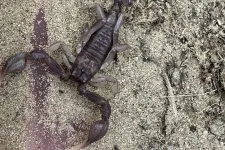 Skorpiót találtak Érden egy mosogatószivacs alatt
