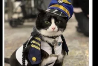 Macskát igazolt csapatába a San Franciscó-i repülőtér
