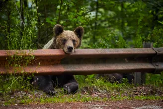 WWF: Tánczos Barna kvótarendelete nem oldja meg a medveproblémákat