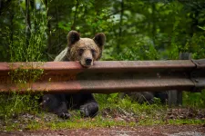 WWF: Tánczos Barna kvótarendelete nem oldja meg a medveproblémákat
