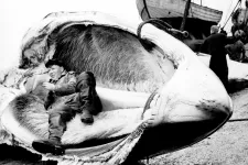 A tervgazdálkodás miatt 180 ezer bálnát mészároltak le a szovjetek teljesen értelmetlenül