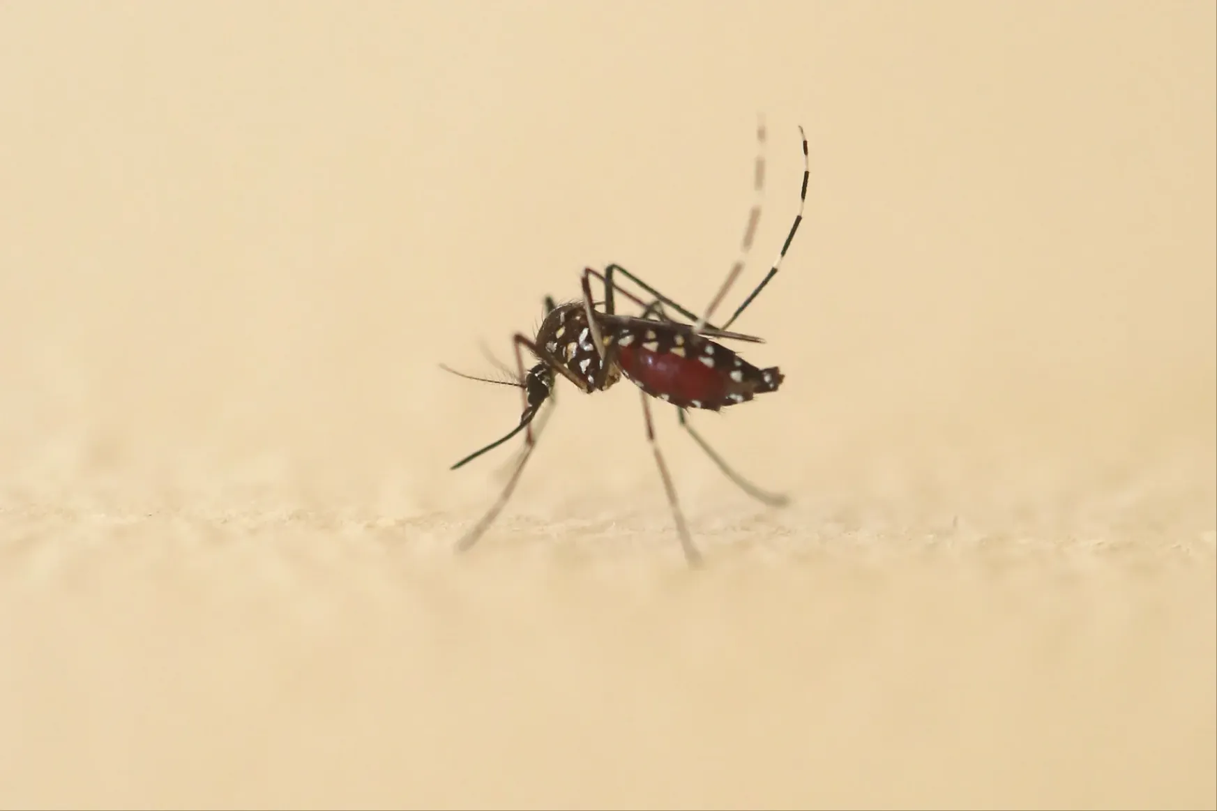 Magyarország nagy részén is megtelepedett egy betegségeket terjesztő invazív szúnyogfaj