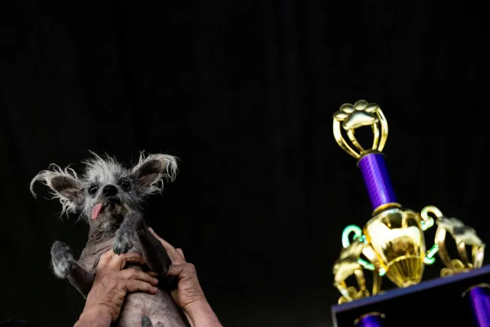 Scooter lett a világ legrondább kutyája, aki valójában pont a hibáitól imádnivaló