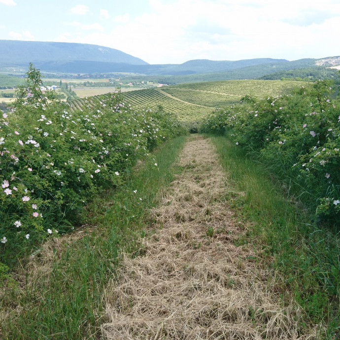 Három évig csak kísérletezett az ország legnagyobb csipkebogyóültetvényével, míg rájött, mi kell a piacnak