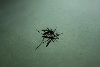 Az oroszok szerint Ukrajna szúnyogokat vet be biológiai fegyverként – ilyesmit már a nácikról is suttogtak