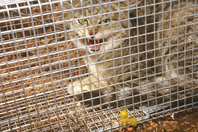 Szőrcsapdákkal veszi fel a harcot Ausztrália a veszélyesre duzzadt elvadult macskapopulációval