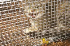 Szőrcsapdákkal veszi fel a harcot Ausztrália a veszélyesre duzzadt elvadult macskapopulációval