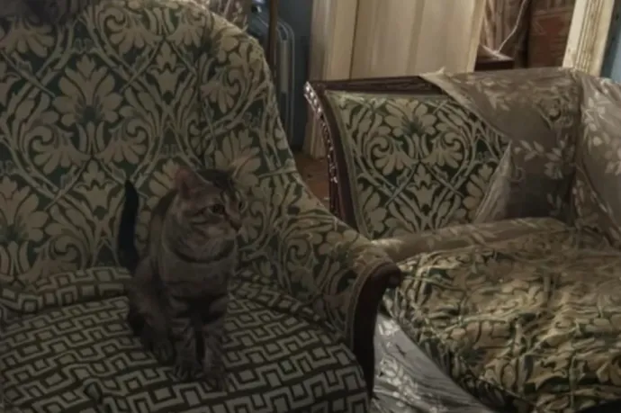 Huszonöt macskával összezárva él egy nő egy ferencvárosi lakásban, az áradó bűz miatt kiakadtak a szomszédok