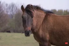 A Bakonyban legel a világ leggazdagabb génállományú hucul ménese