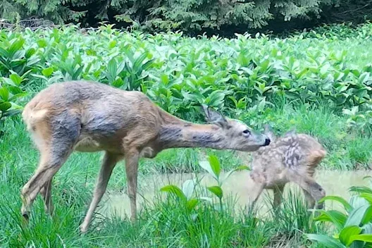 Gondos őzmamáról posztolt cuki videót a Romsilva