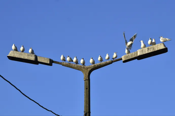 Tízmilliárdos ajánlatot kapott a lámpacserére a főváros, de csak kevesebb mint kétmilliárdja van rá