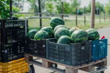 Betett a magyar dinnyének a tavaszi hideg, még heteket kell várni a hazaira