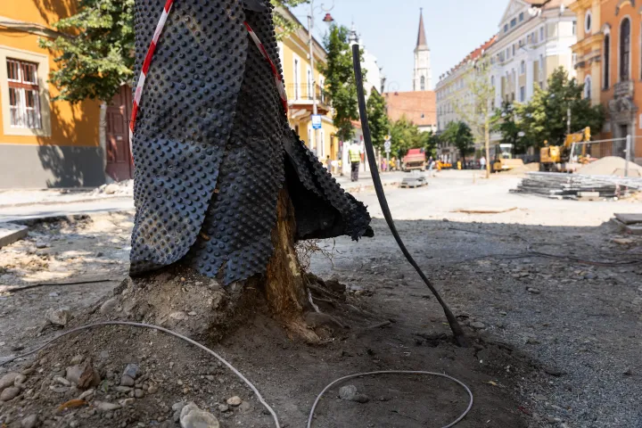 Az Egyetem utca fáinak felszínre kerültek a gyökerei – Fotó: Gál László / Transtelex