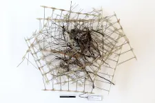 Madárriasztó drótból építettek fészket a varjak Hollandiában